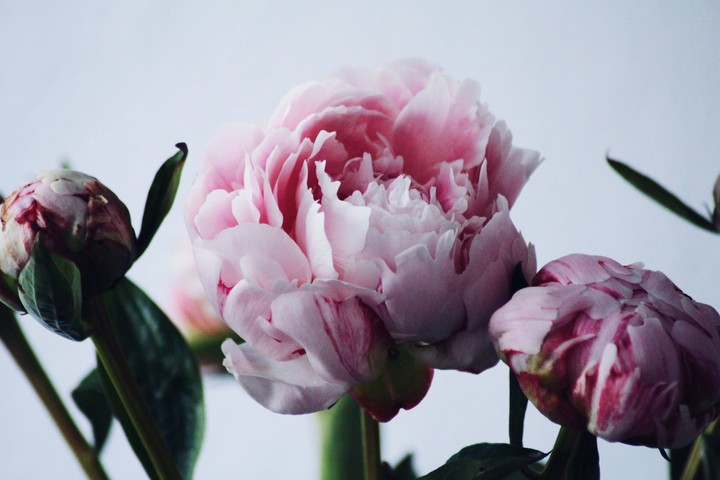 Paeonia