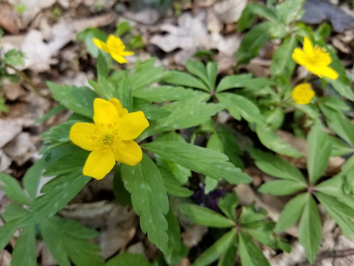 First flowers