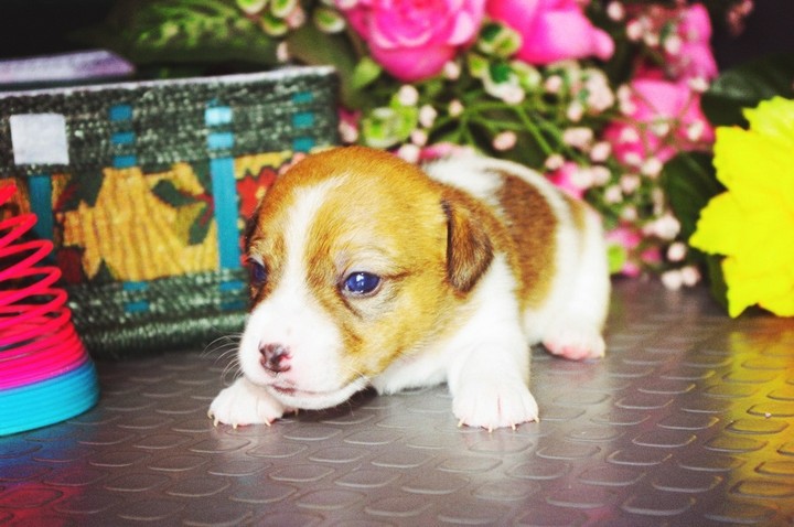 jack rassel terrier