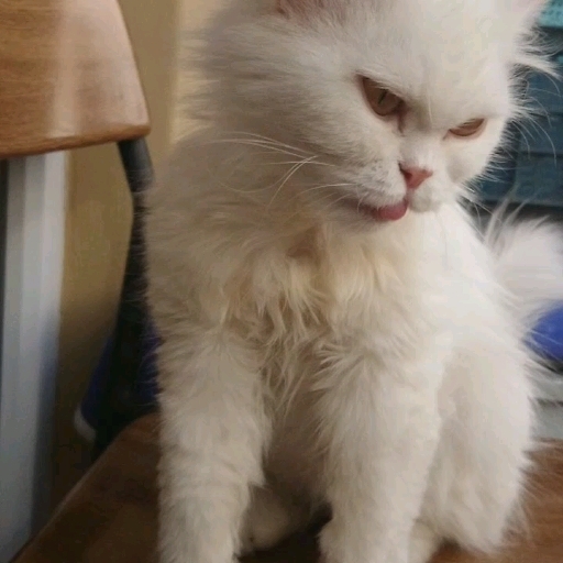 lick lick