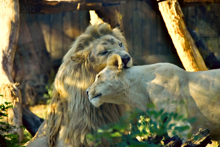 king