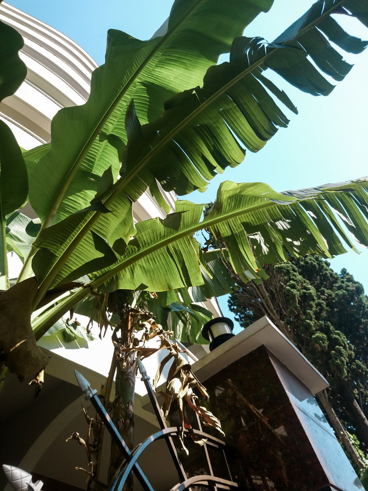 Leaf