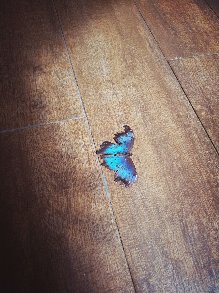 butterfly