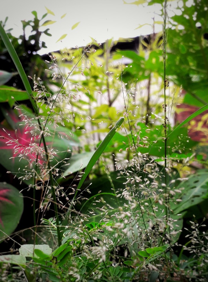 Jungle