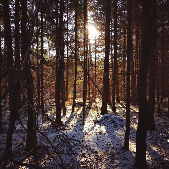 Wald
