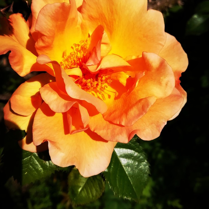 Rose flower