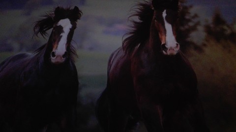 horses