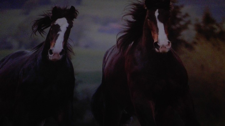 horses