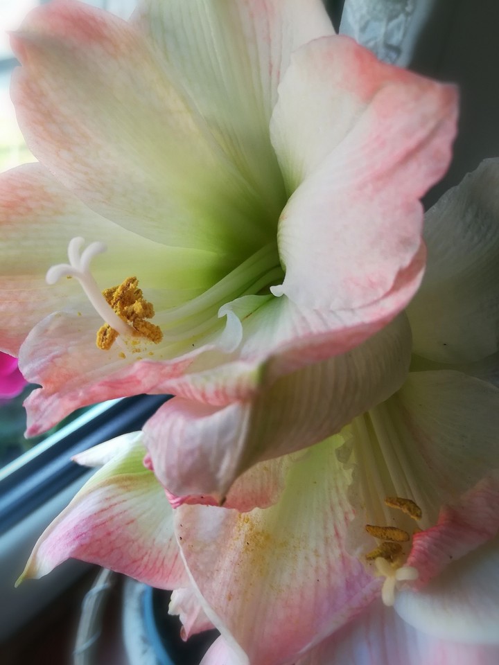 Flora