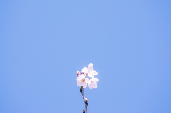 cherryblossom