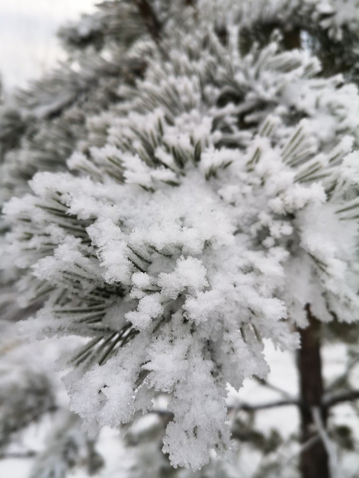 snow