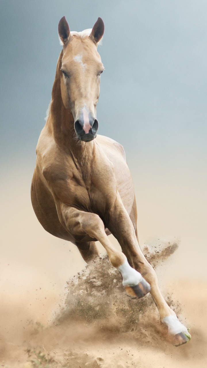 Wild horse
