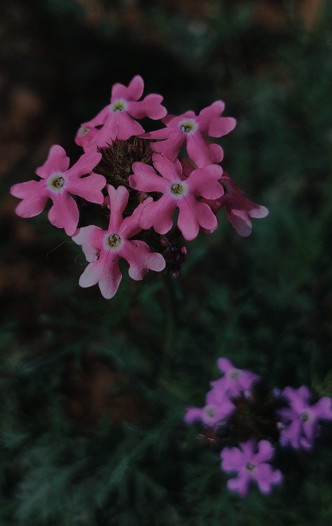 pink