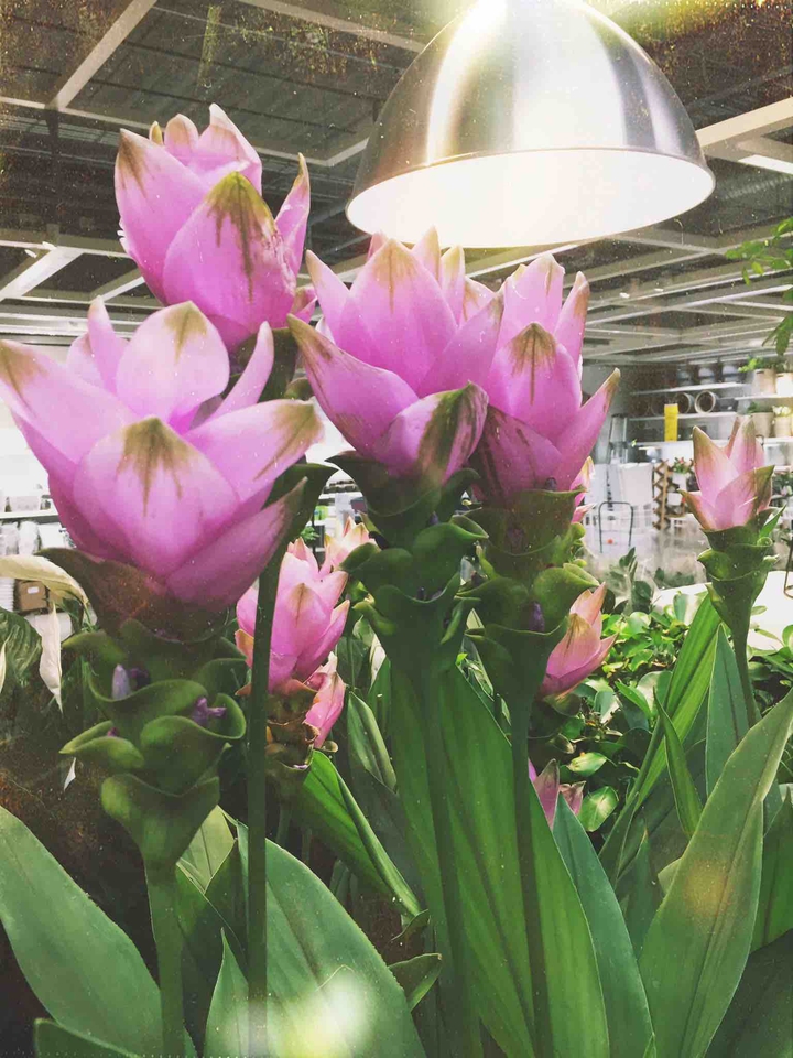 ikea flowers