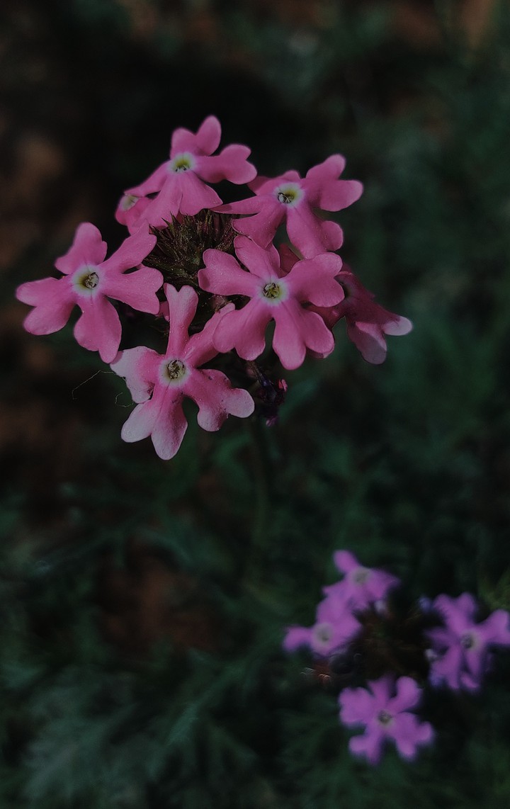 pink