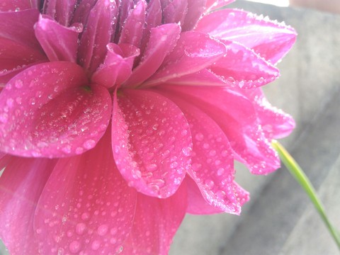 beautiful flower
