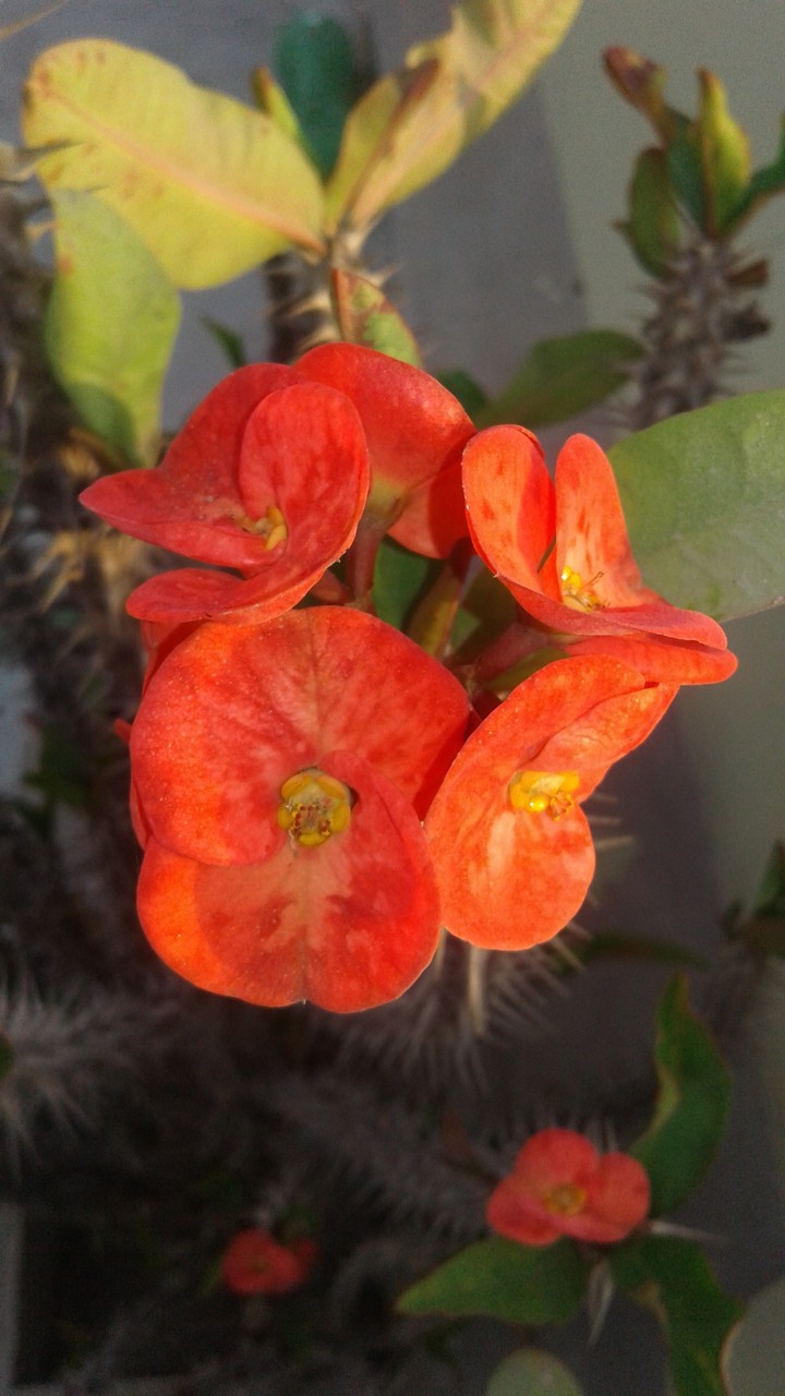 flower
