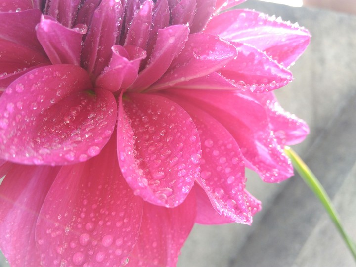 beautiful flower