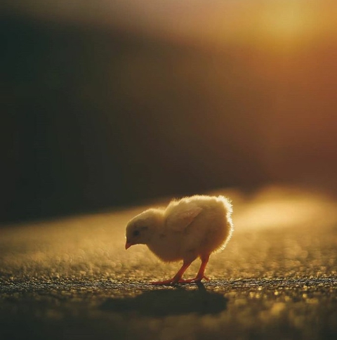 cuteness