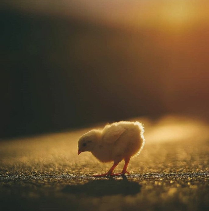 cuteness