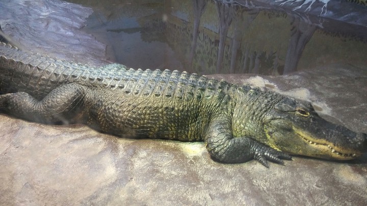 Alligator, Cape May Zoo