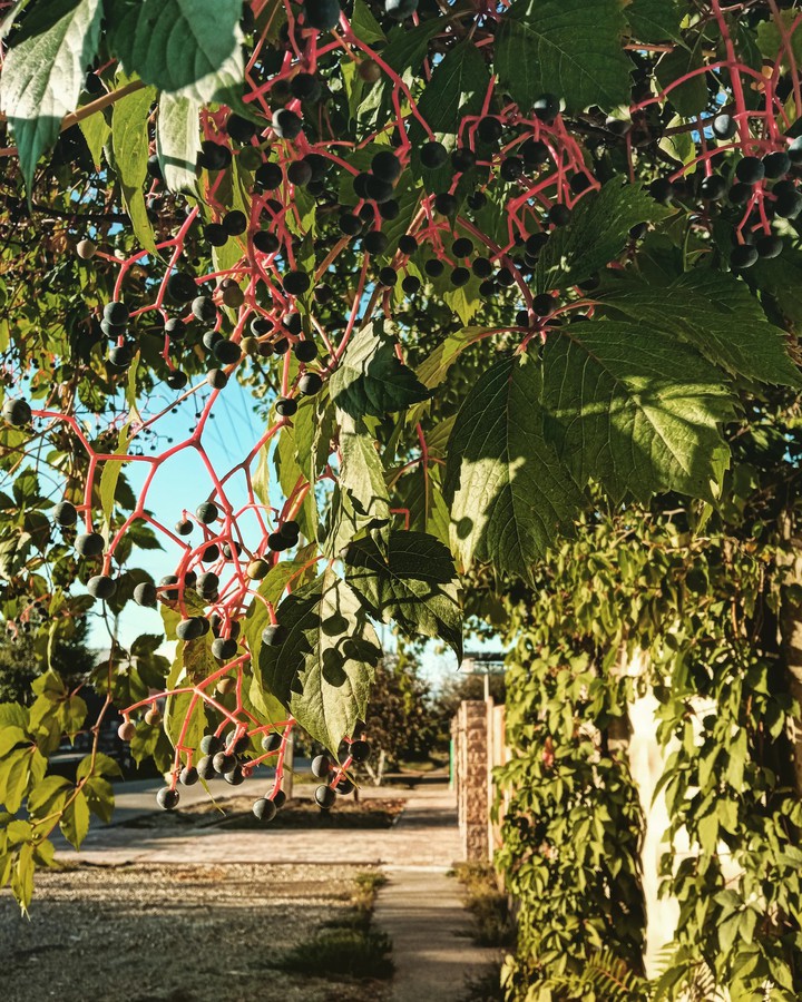 berries
