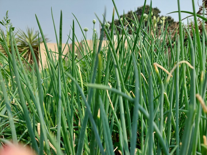 grass