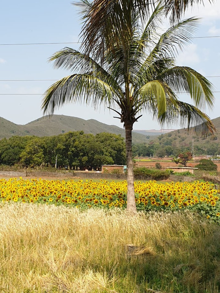 coconut tree with sunflower