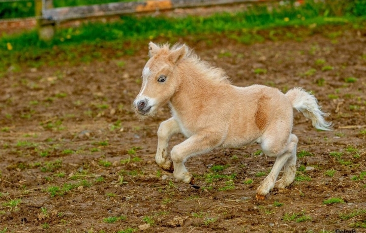 minihorse