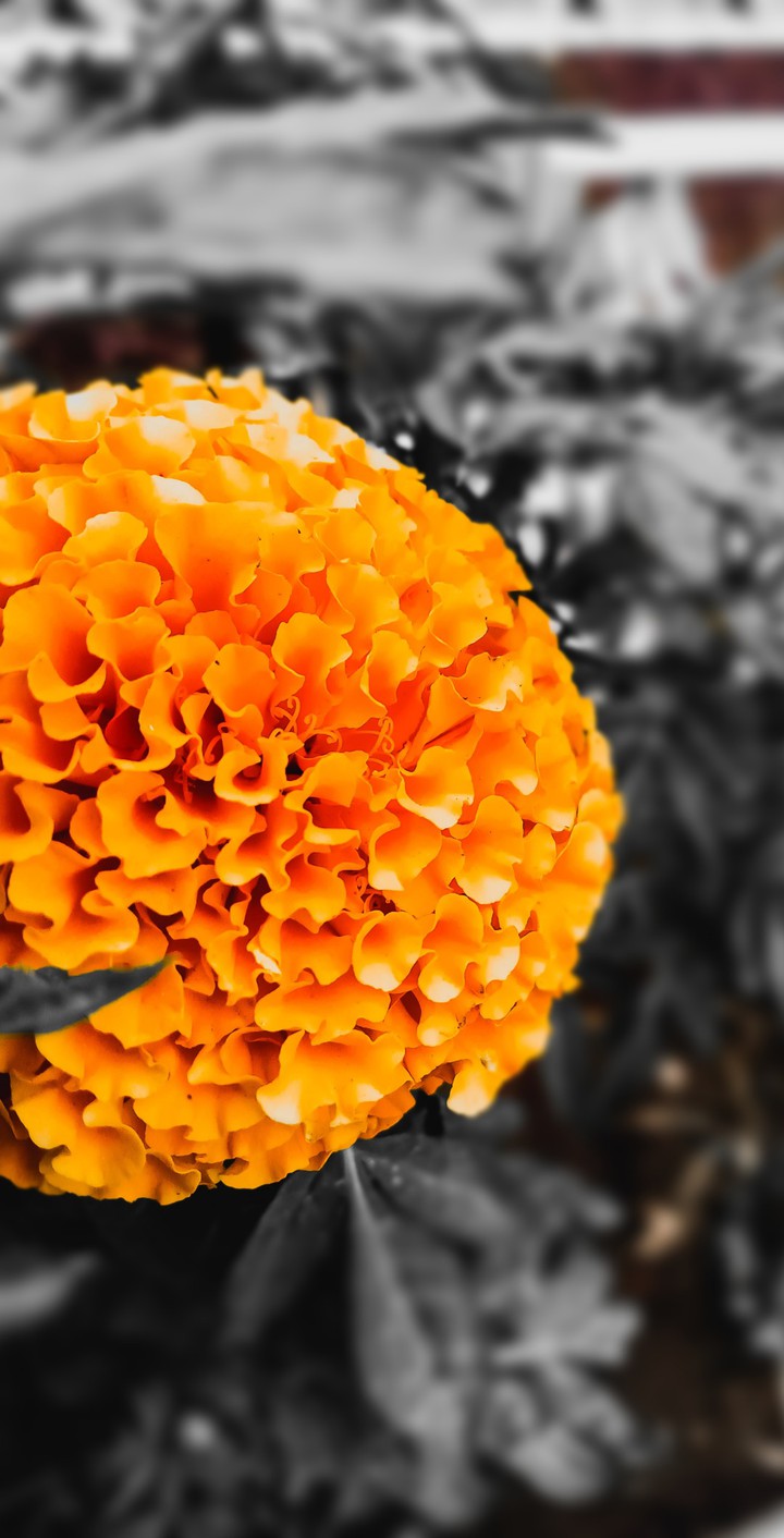 marigold