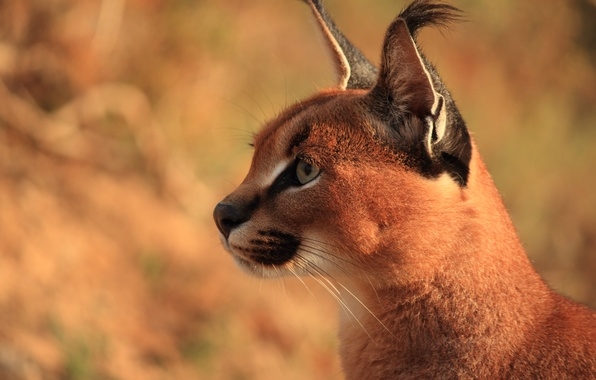 Caracal