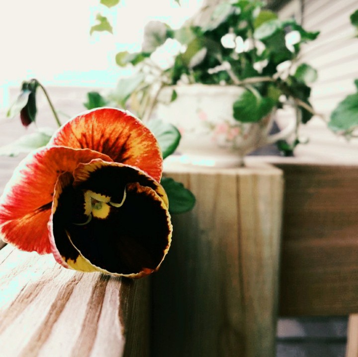 patio beauty