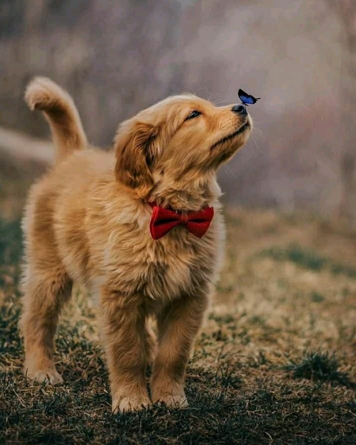 doggie ❤️❤️