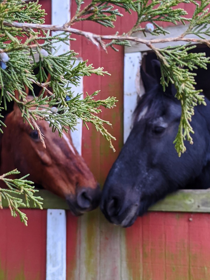 Love in the Barn