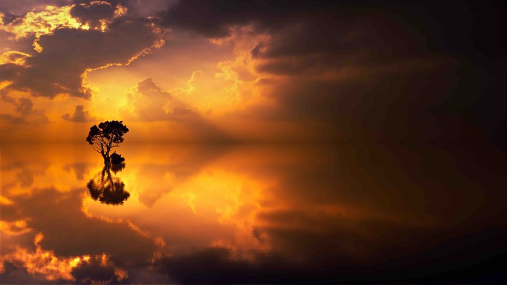 Beautiful Alone Tree