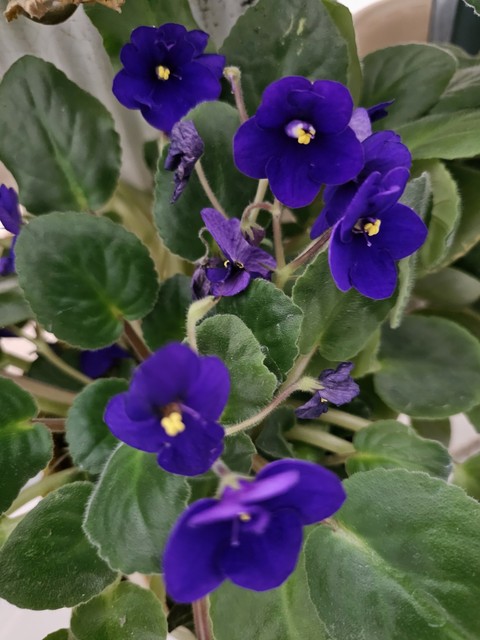 violet, geraniums duvar kağıtları