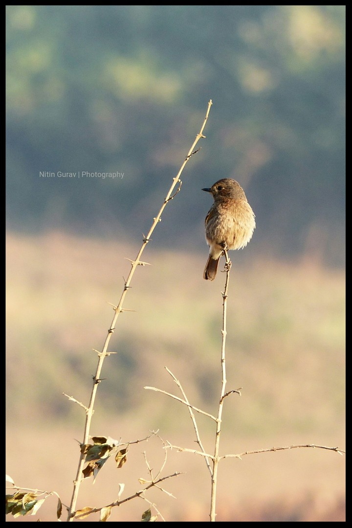 bird