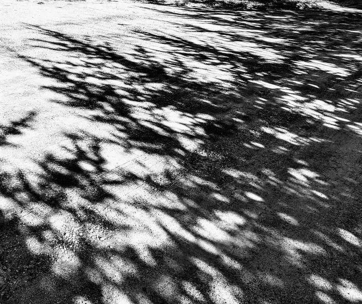 tree shadows