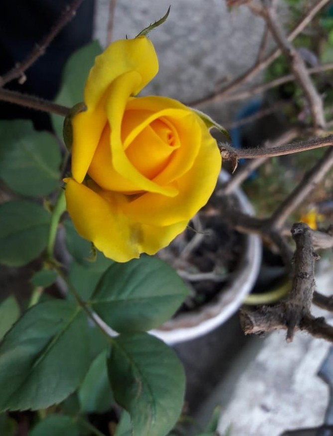 flower i love