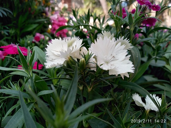 white flower loves to capture