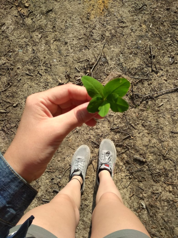 ?Yes, this is a five leaf clover?