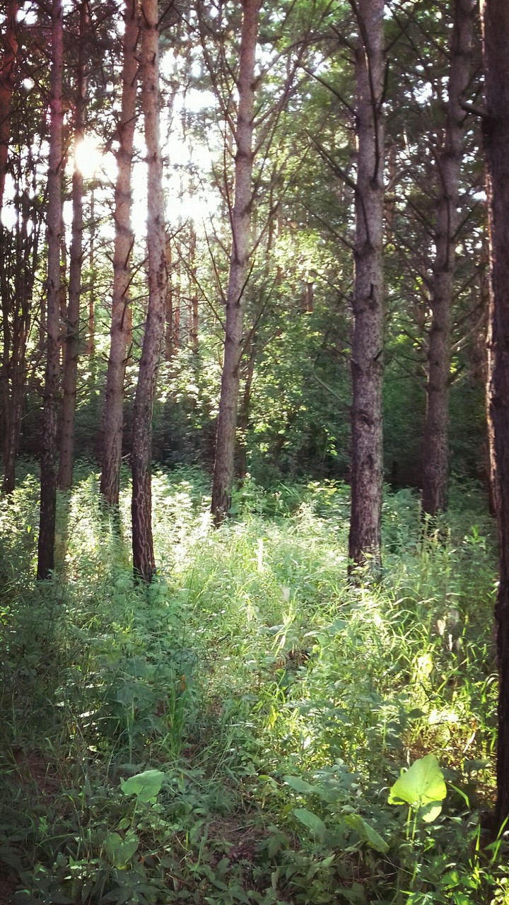 the forest