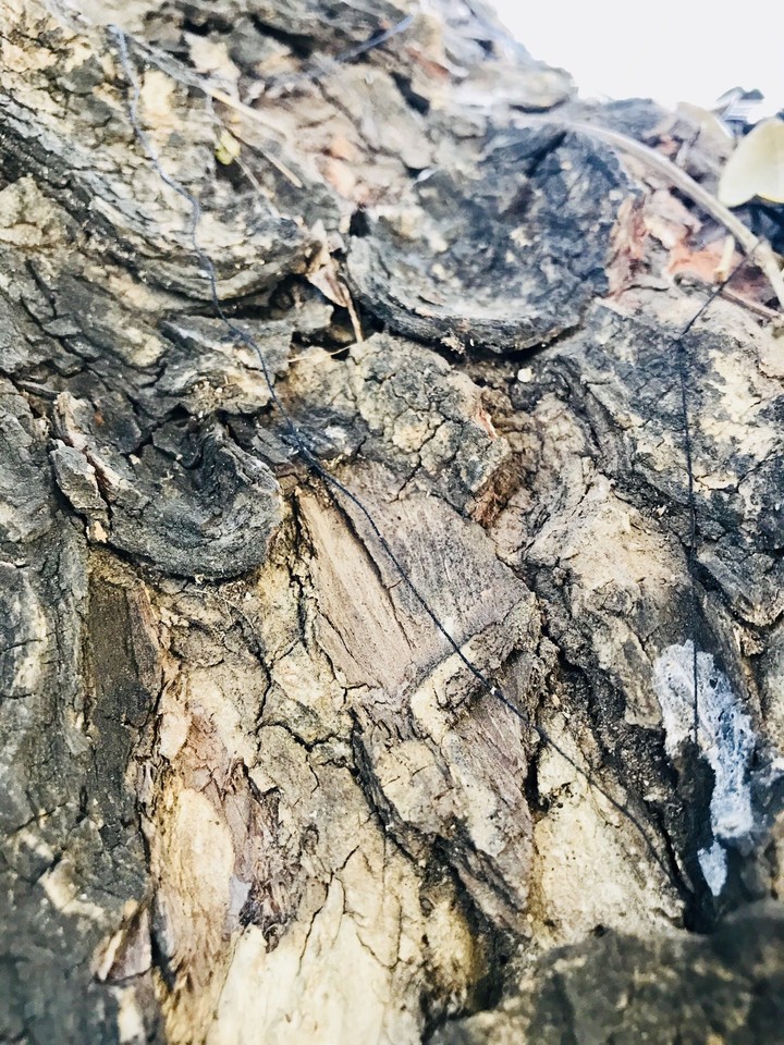 tree trunk closeup