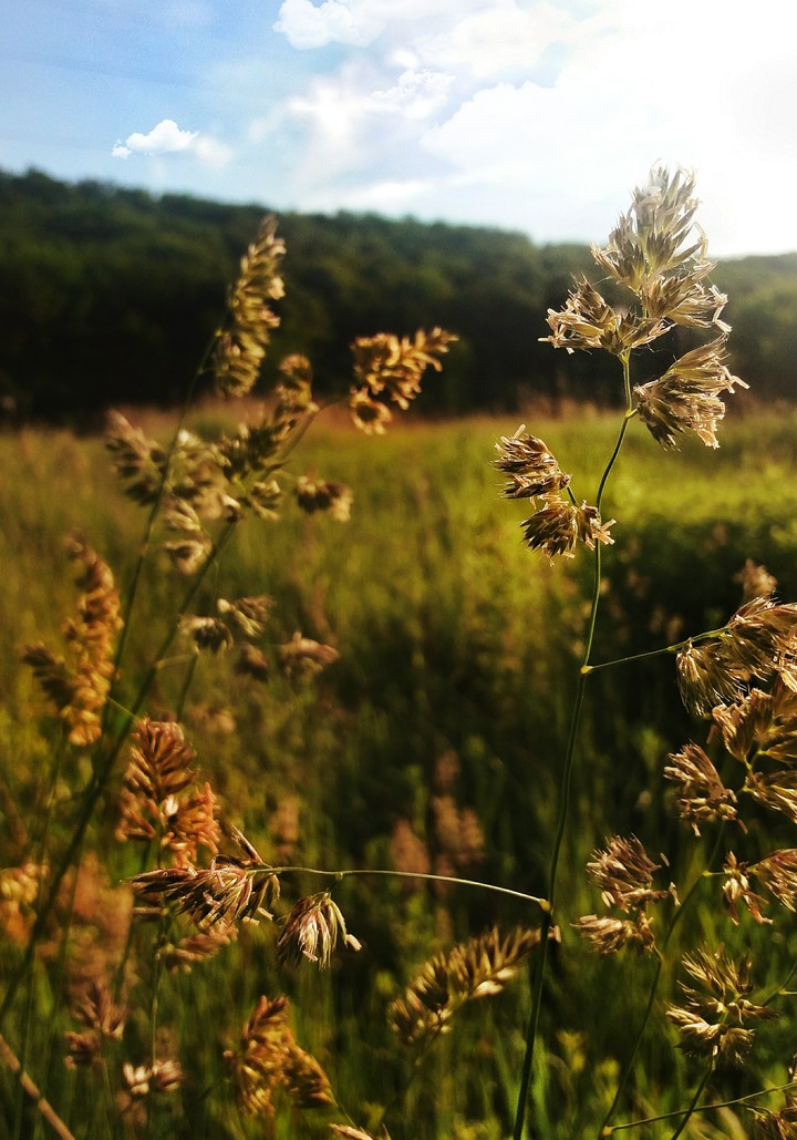 Field