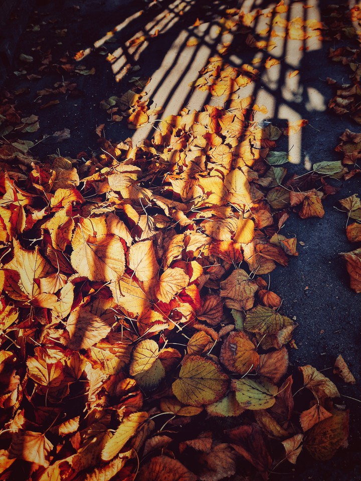 Fall