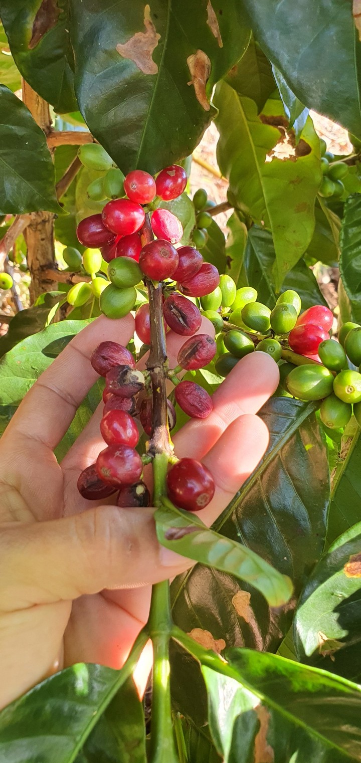 Recolectando Cafe en la finca de mi padre