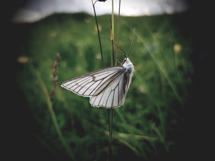 butterfly