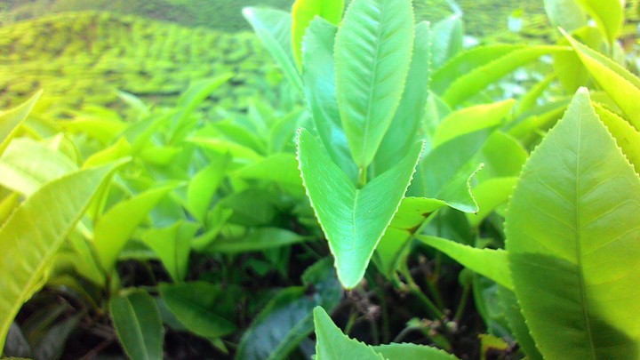Tea Garden