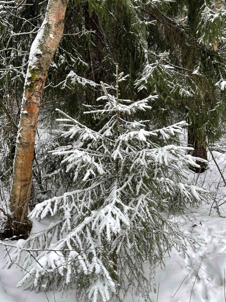 winter forest