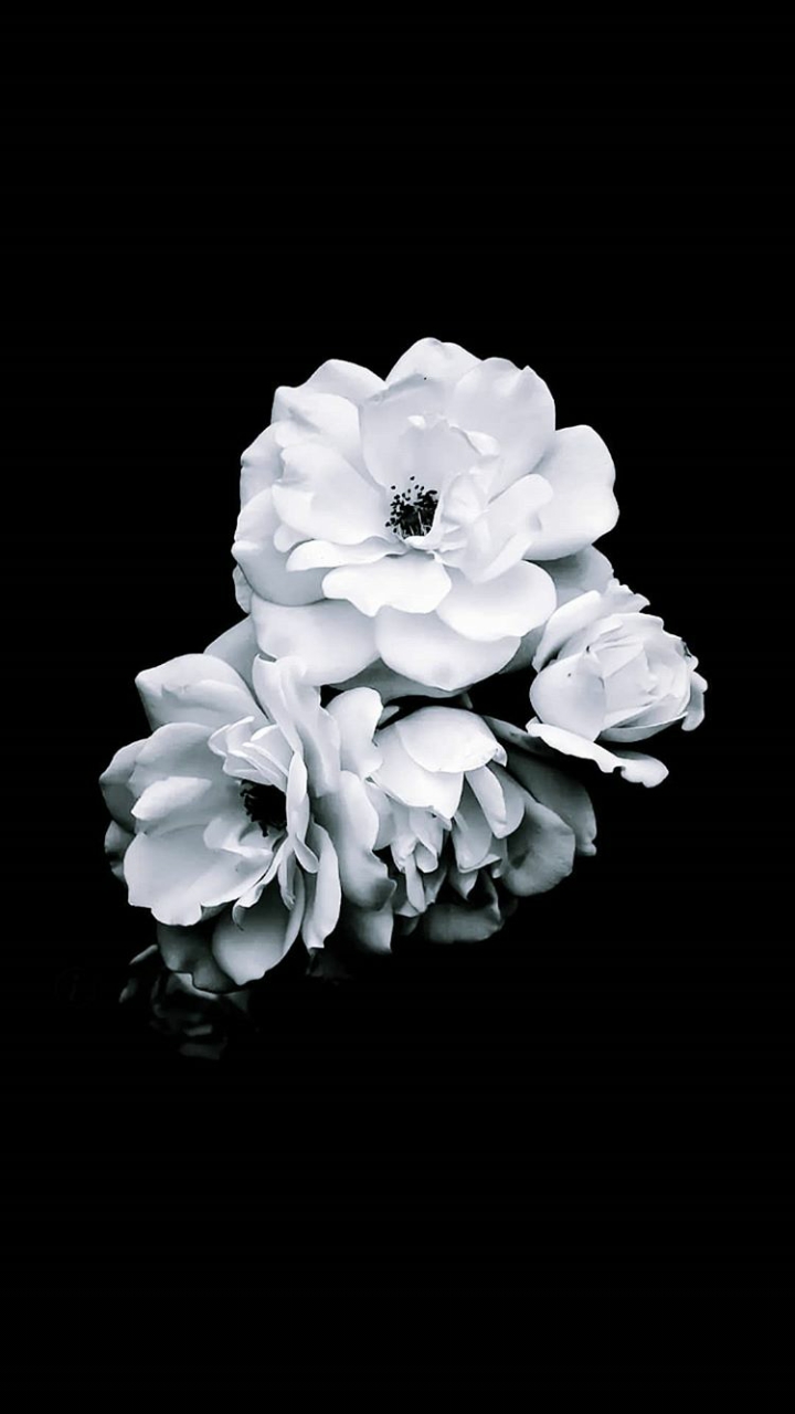 blanc flower , classic